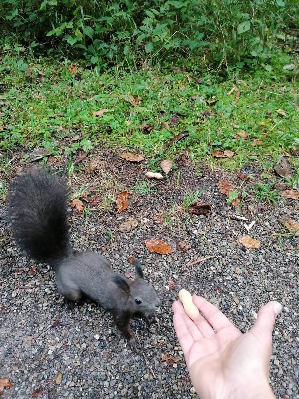 Eichhörnchen beim Füttern