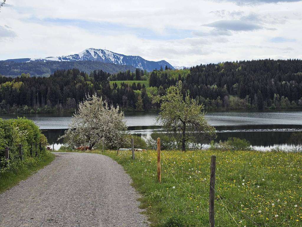 Niedersonthofener See - Blick auf Grünten