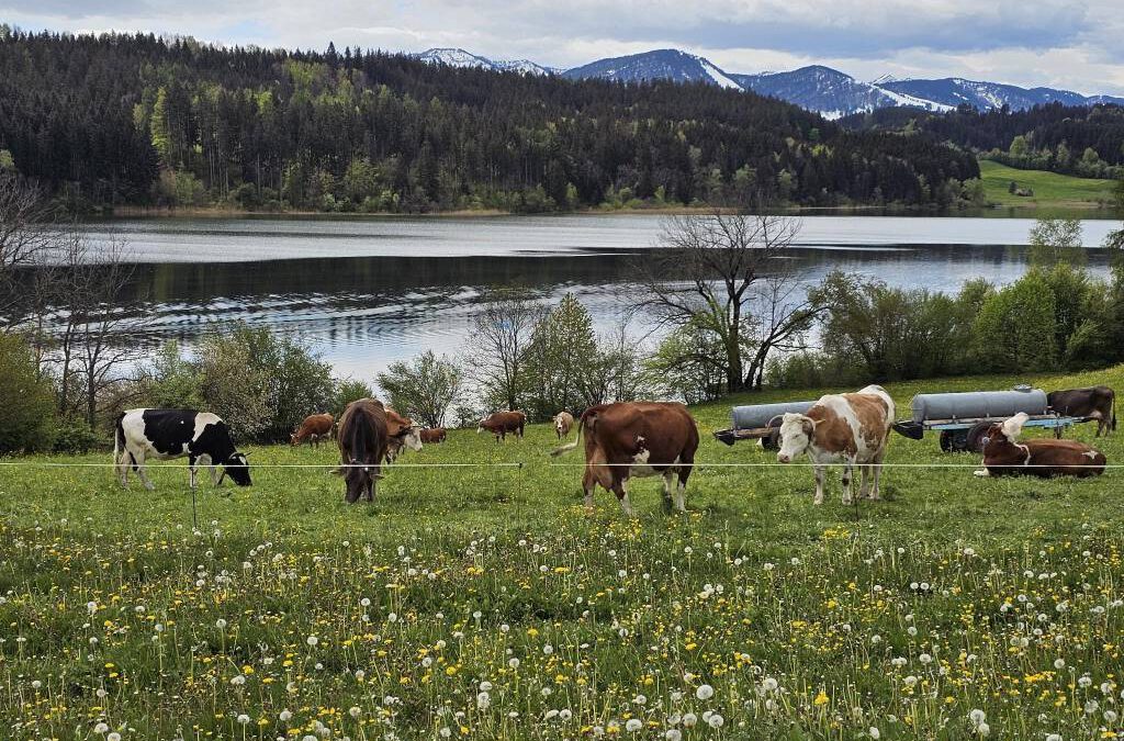 Der Niedersonthofener See – Paradies im Allgäu zu jeder Jahreszeit